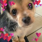 Francis Monroe - @frankthecat68 - Instagram