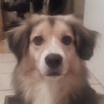 bear_david_francis_moser - @bear_the_mini_doggo - Instagram