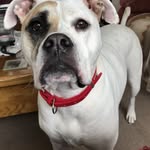 Bobo Francis O'Donnell - @bobothepeacepooch - Instagram