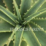 St francis parents - @stfrancisparents - Instagram