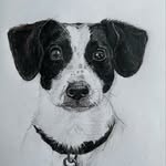 Frances Pennington - @pets_and_portraits_by_franny_ - Instagram