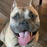 Francis Norton Stein - @franknbully - Instagram