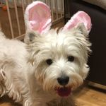 Stuart Francis - @stuart_francis_the_firstwestie - Instagram