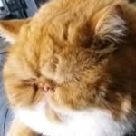 Francis Tam - @tamfrancis - Instagram