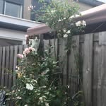 Francisca  van Heemskerk - @franciscavanheemskerk - Instagram
