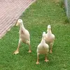 franciscadammann - @franciscadammann - TikTok