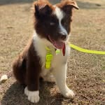 Francisco Abel vulgo Chico🐶 - @chico_franciscoabel - Instagram