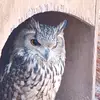 Misteriosal - @franciscoluque453 - TikTok