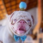 Francisco - @francisco_pugalbino - Instagram