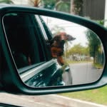 Francisco Roque Wood Ferraz - @chicoferrazdog - Instagram