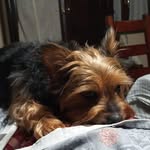 Franco Alfano - @acp.pompei - Instagram