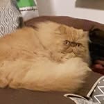 Franco Anselmi - @anselmi8541 - Instagram