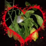 Franco Cioffi - Facebook