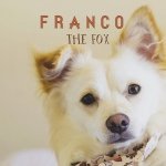 Franco the Fox - @francothefox - Instagram