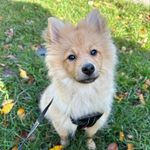 Franco The Fox Faced Fluff Ball - @franco_fox_face - Instagram