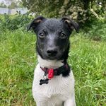 Franco the Mini Fox Terrier - @francothefoxy - Instagram