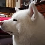 Franco Gabriele - @franco.gabriele.3760 - Instagram