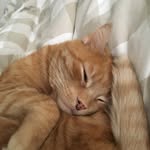 Franco il Gatto - @francoilgatto - Instagram