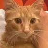 Gatto Franco - @gattofranco - TikTok