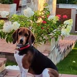 Franco Lodi - @frankilin1951 - Instagram