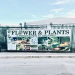 Franco Matera - @flowerseplants - Instagram