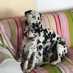 Franco Palumbo - @francopalumbocapri - Instagram