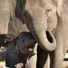 francoisethierry1 - @francoisethierry1 - TikTok