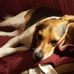 wonderbeagle - @frankadelman1 - Instagram