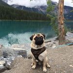 Frank Akin - @604frank - Instagram