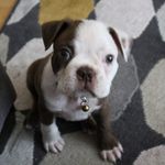Frank Allard - @frankygogofa - Instagram