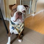 Frank Allard - @axelbostonface - Instagram