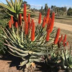 Dale Frank Botanical Gardens - @dalefrankbotanicalgardens - Instagram