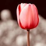 Frank_Tulip - @frank_garden - Instagram