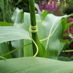 Julia Auer - @urban_gardening_frankfurt_main - Instagram