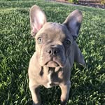 Frank Barrow - @sirfrankthefrench - Instagram