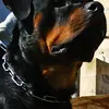 Frank Bartolo - @frankbartolo - TikTok