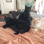 Frank, Battle Cat, Obergefell - @frank_n_battle_n_obi - Instagram