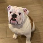Frank Baumgardner - @frank_the_bulldog_az - Instagram