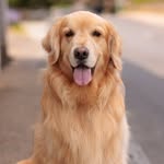 FRANK | The Golden Retriver - @frank_beacham - Instagram