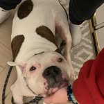 Frank🐾❤️ - @longbeachfrank - Instagram