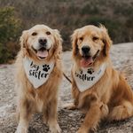 Frank + Bean - @frankandbean_thegoldens - Instagram
