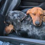 Frank & Bean - @frankandbeantheweenies - Instagram