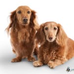 Frank & Bean - @frankandbean - Instagram