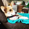 Frank&Bean - @frank.bean.corgis - TikTok