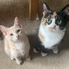 Frank&Bean - @frank_and_bean - TikTok