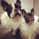 Frank & Bert - @frankbert_frenchies - Instagram