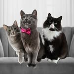 Frank, Billy & Jean - @frank.billy.jean - Instagram