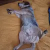 frankblevins4 - @frankblevins4 - TikTok