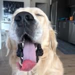 Frank & Bob - @frank.and.bob - Instagram
