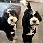 Frank & Bob the Bernedoodles - @frank_and_bob_the_bernedoodles - Instagram